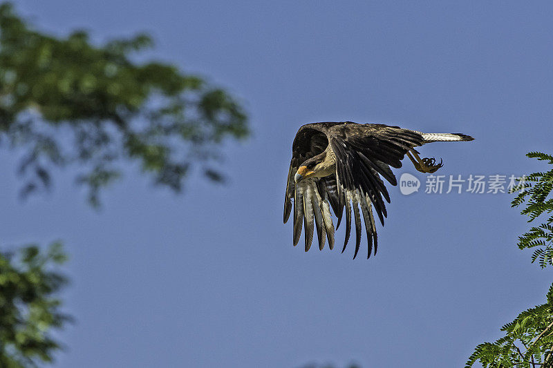 南冠狮(caracara plancus)，也称为南冠狮或carancho。